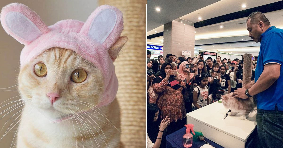 Second Edition of Singapore Cat Festival to happen this weekend at Great World City