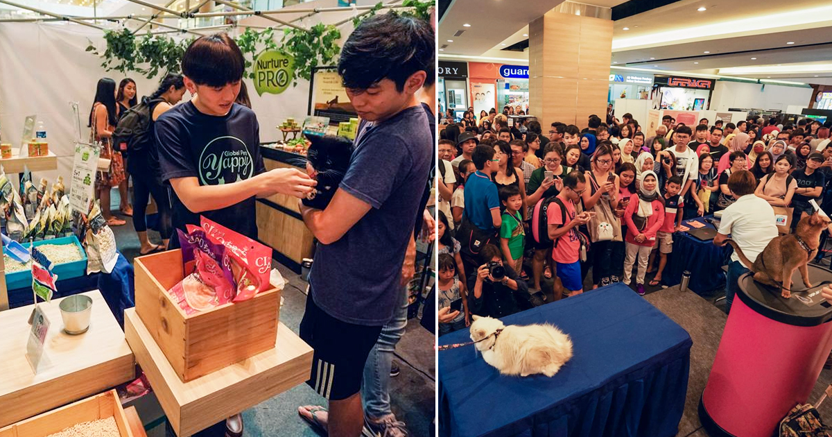 Second Edition of Singapore Cat Festival to happen this weekend at