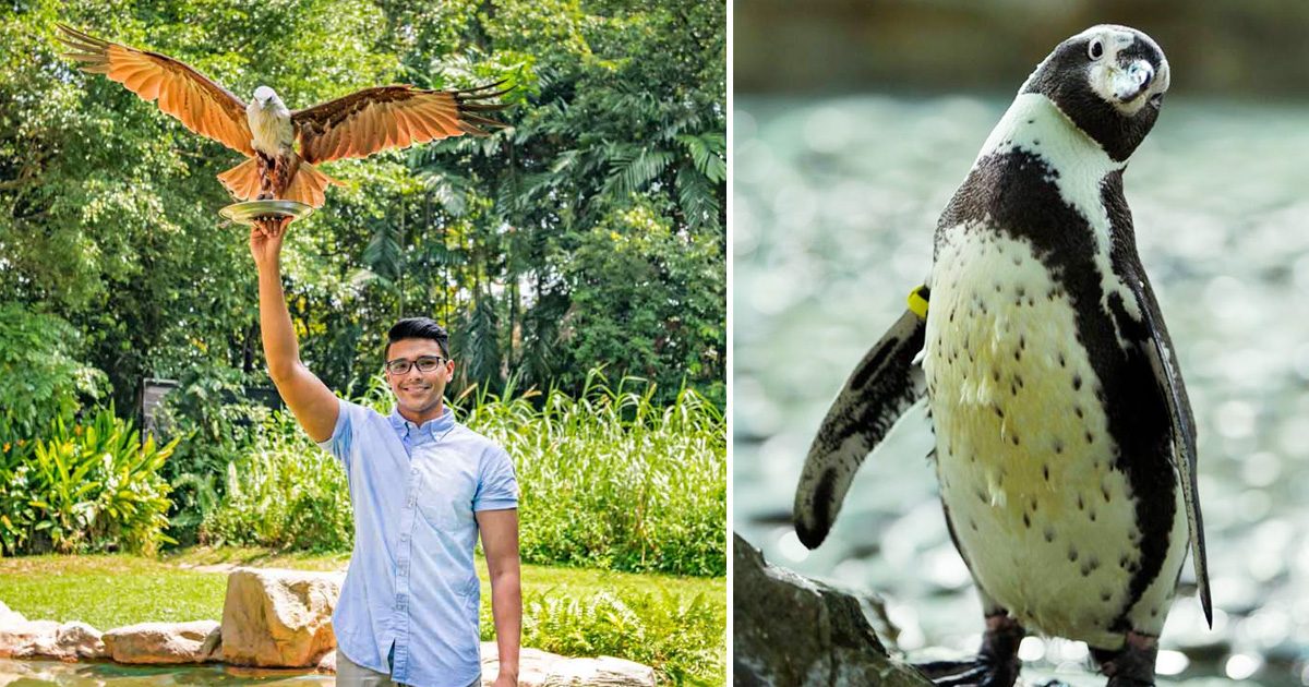 Jurong Bird Park to offer free entry for 10 days in September 2019