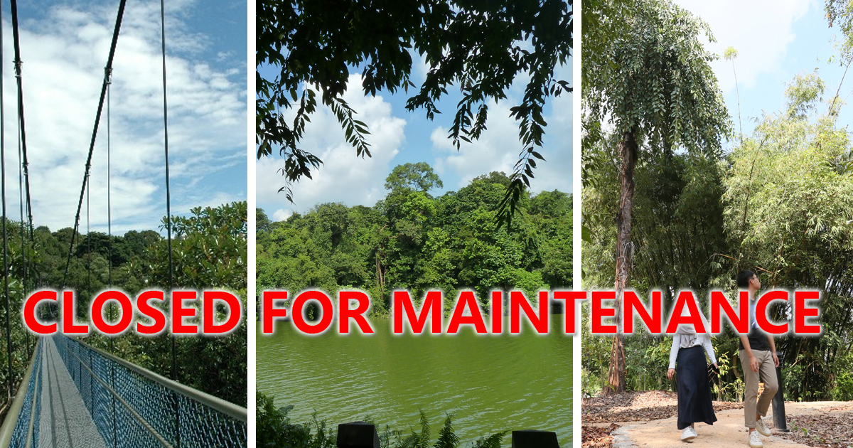 NPark closes the MacRitchie TreeTop Walk, Peirce Track and part of Petaling Boardwalk for maintenance, until May 2021