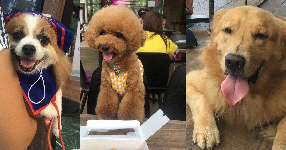 These 5 cafes are pet-friendly and you can bring your furry friends to for a date