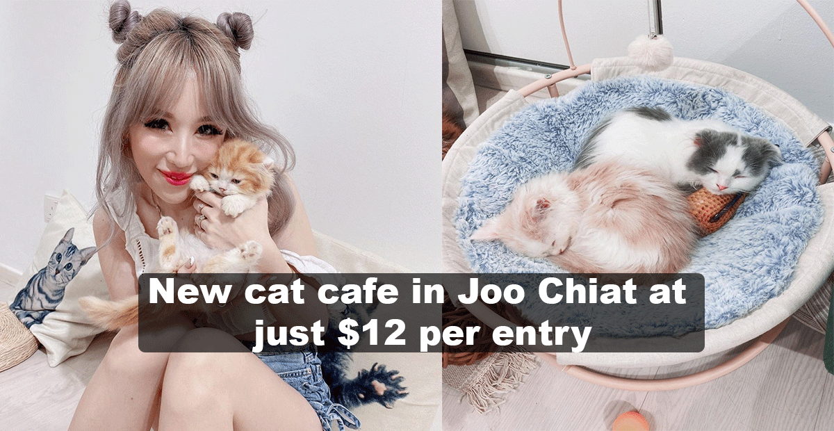 A new cat cafe in Joo Chiat at just $12, with cute cuddly cats to make friends with