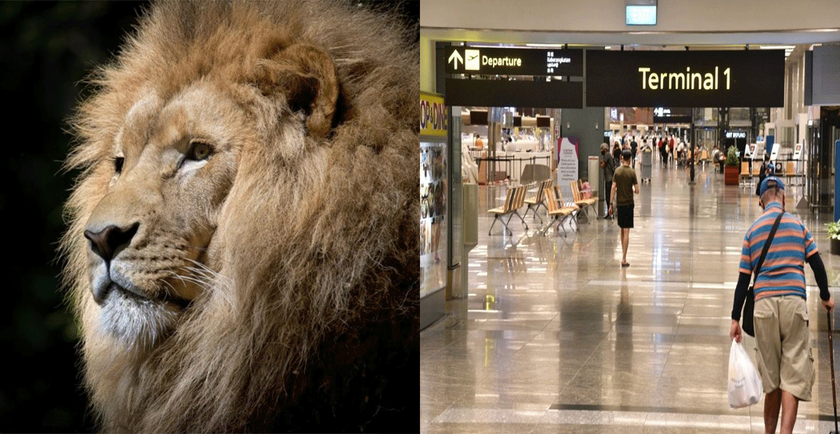 Two lions break free from their container at Changi Airport, sedated afterwards