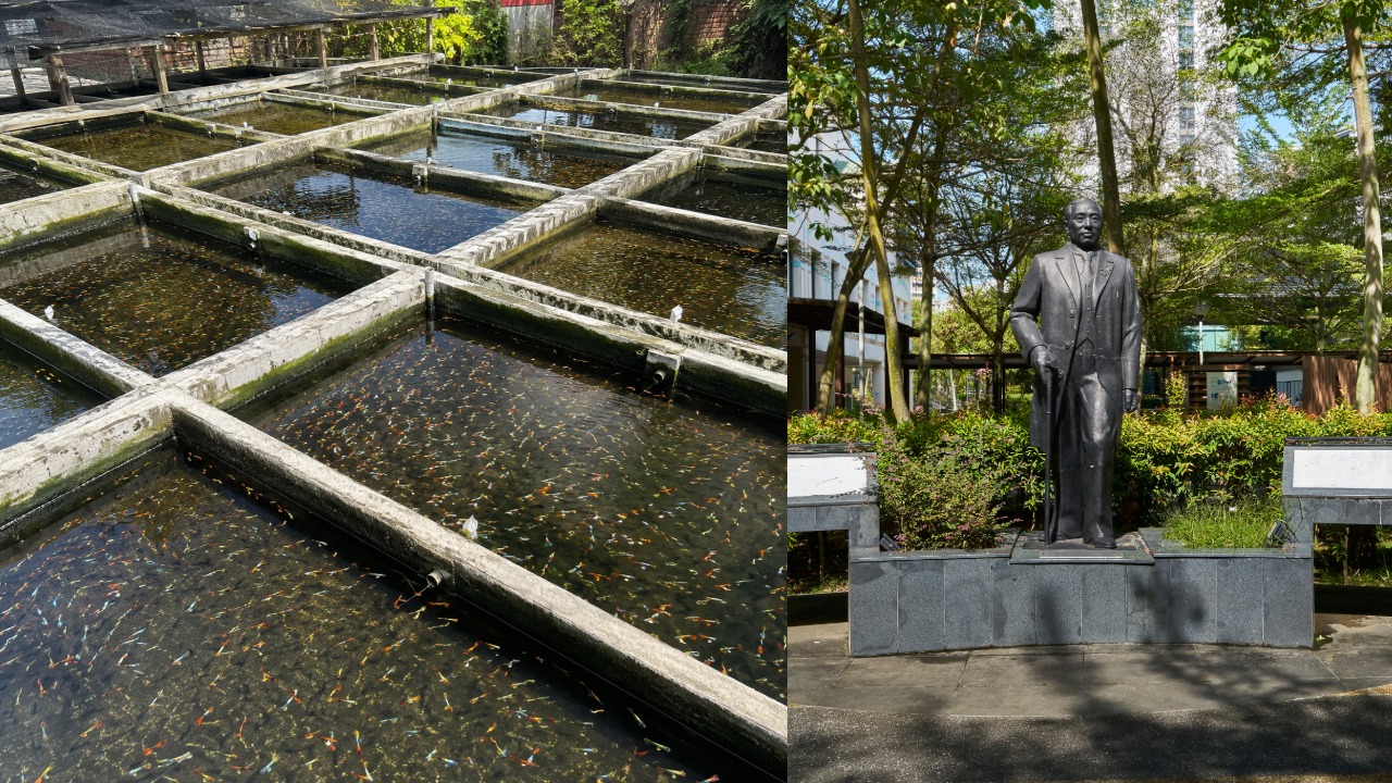 Guppy breeding ponds inspired by Chye Kay Village