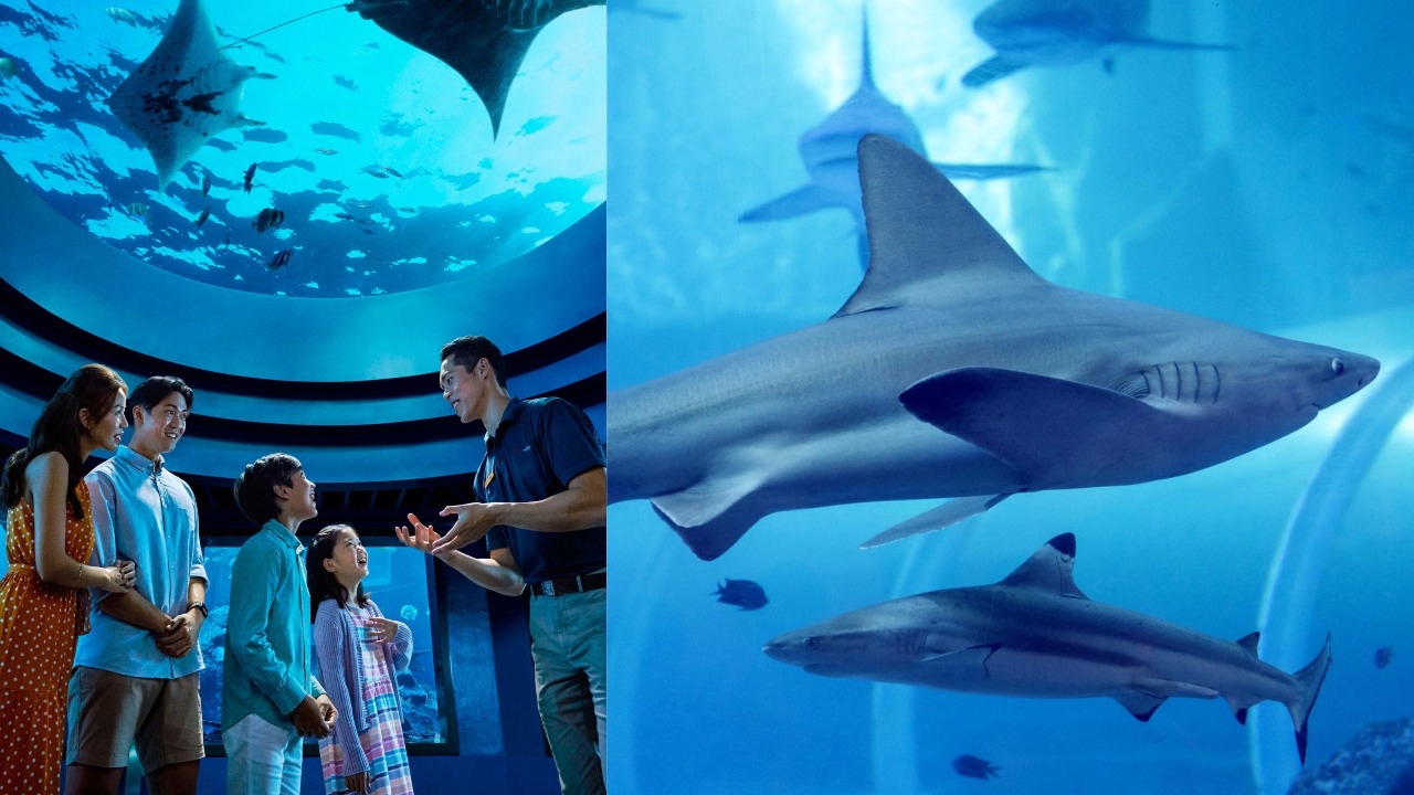 Moon Jellies and marine habitats at Singapore Oceanarium